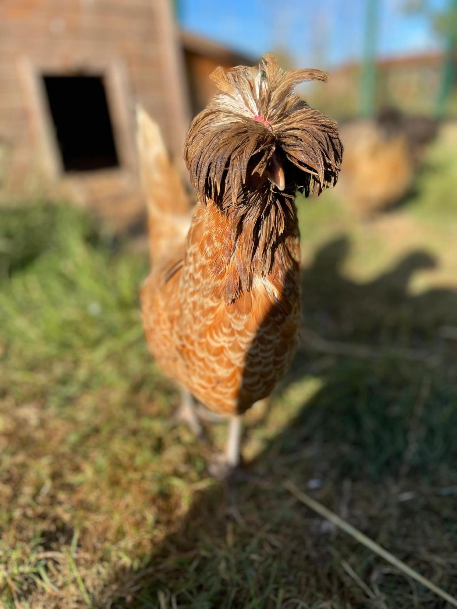 La Ferme Du Paradis Merris Kültér fotó