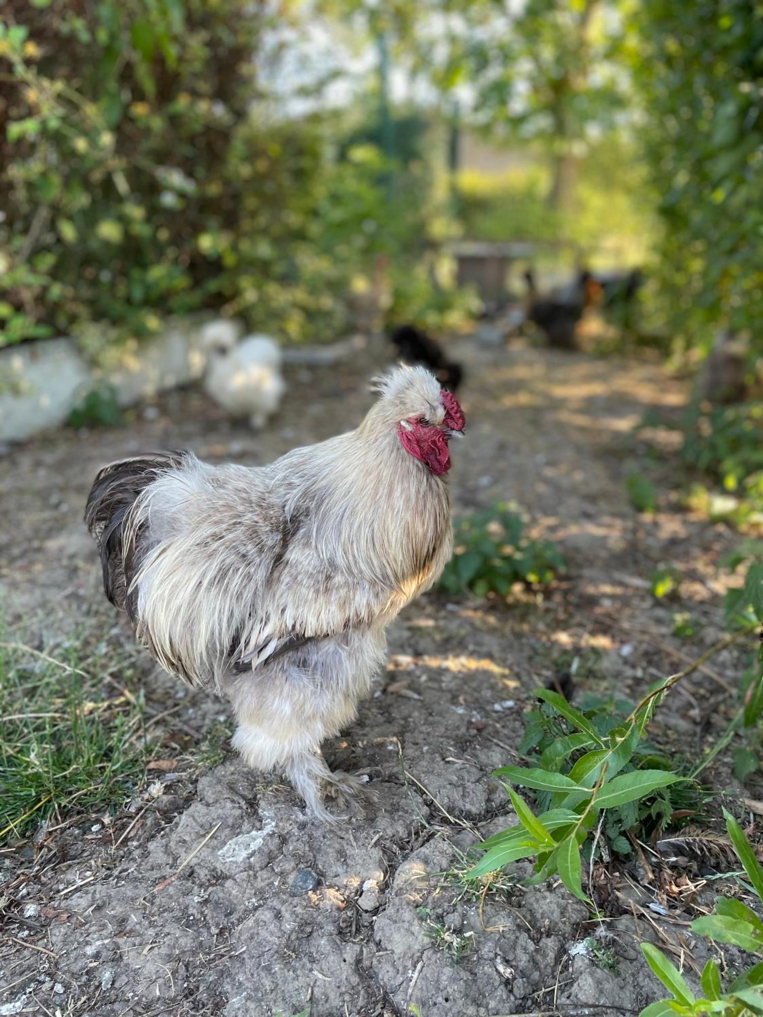 La Ferme Du Paradis Merris Kültér fotó