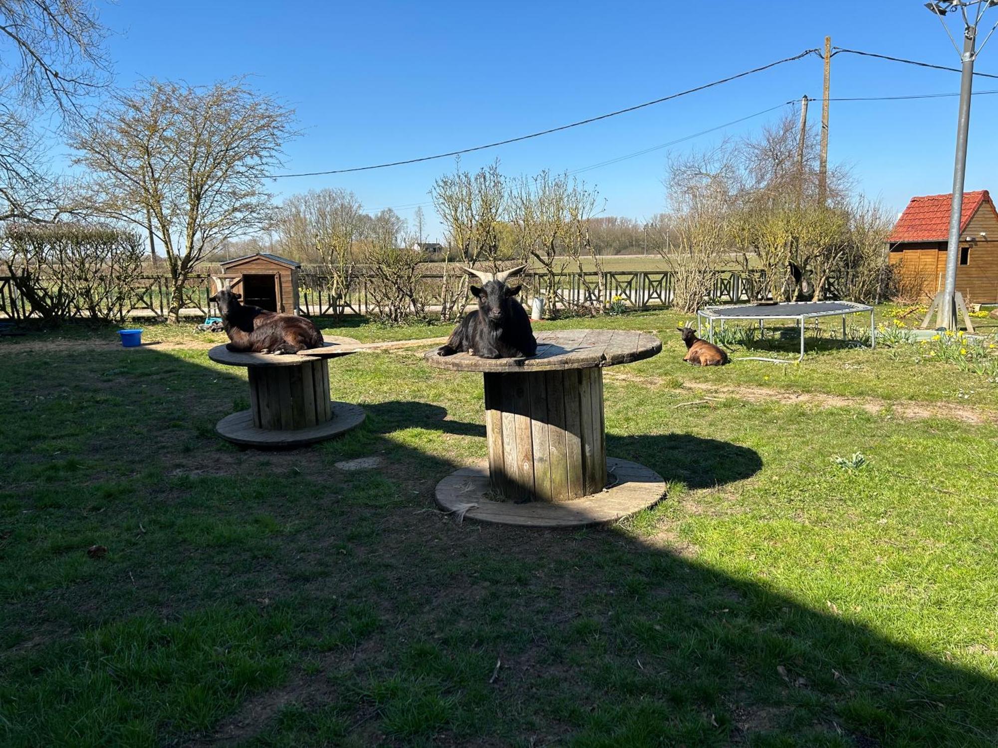La Ferme Du Paradis Merris Kültér fotó